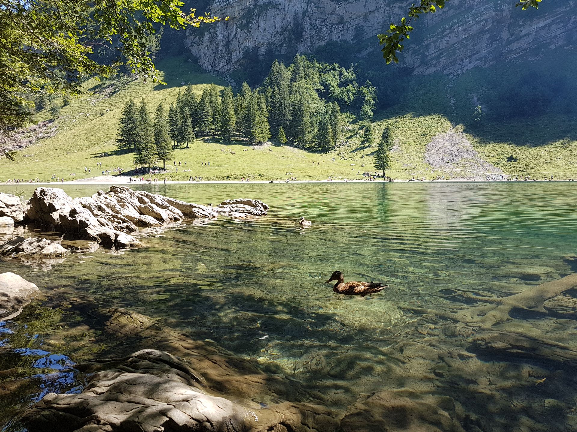 Seealpsee, Wasserauen